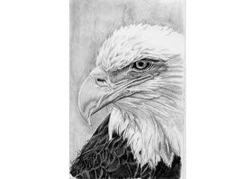 bald eagle