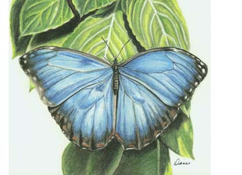 butterfly_2