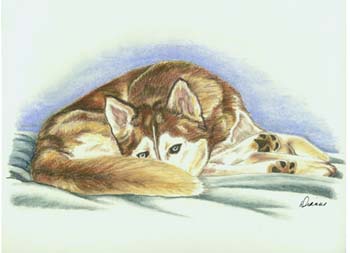 husky
